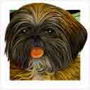shih tzu chocolate dog art and dog headshots, shih tzu dog pop art prints, dog paintings, dog portraits and dog headshots pet prints in colorful original shih tzu dog art and fine art shih tzu dog prints by artists Jane Billman and Gregg Billman