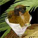 chocolate shih tzu dog art and martini dogs, chocolate shih tzu dog pop art, dog paintings, party dogs and martini pet portraits in colorful original chocolate shih tzu dog art and fine art shih tzu dog prints by artist Jane Billman and Gregg Billman