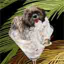 black faced shih tzu dog art and martini dogs, black faced shih tzu dog pop art, dog paintings, party dogs and martini pet portraits in colorful original black faced shih tzu dog art and fine art shih tzu dog prints by artist Jane Billman and Gregg Billman