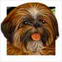 shih tzu red dog art and dog headshots, shih tzu dog pop art prints, dog paintings, dog portraits and dog headshots pet prints in colorful original shih tzu dog art and fine art shih tzu dog prints by artists Jane Billman and Gregg Billman