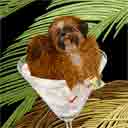red shih tzu dog art and martini dogs, red shih tzu dog pop art, dog paintings, party dogs and martini pet portraits in colorful original red shih tzu dog art and fine art shih tzu dog prints by artist Jane Billman and Gregg Billman