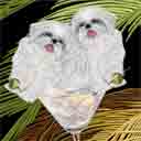 white shih tzus dog art and martini dogs, white shih tzus dog pop art, dog paintings, party dogs and martini pet portraits in colorful original white shih tzus dog art and fine art white shih tzus dog prints by artist Jane Billman and Gregg Billman