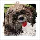 shih tzu black face patton dog art and dog headshots, shih tzu black face patton dog pop art prints, dog paintings, dog portraits and dog headshots pet prints in colorful original shih tzu black face patton dog art and fine art shih tzu black face patton dog prints by artists Jane Billman and Gregg Billman
