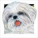 white shih tzu dog art and dog headshots, white shih tzu dog pop art prints, dog paintings, dog portraits and dog headshots pet prints in colorful original white shih tzu dog art and fine art white shih tzu dog prints by artists Jane Billman and Gregg Billman