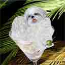 white shih tzu dog art and martini dogs, white shih tzu dog pop art, dog paintings, party dogs and martini pet portraits in colorful original white shih tzu dog art and fine art white shih tzu dog prints by artist Jane Billman and Gregg Billman