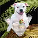 white pit bull terrier dog art and martini dogs, pit bull terrier dog pop art, dog paintings, party dogs and martini pet portraits in colorful original dog art and fine art dog prints by artists Jane Billman and Gregg Billman