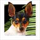 toy fox terrier dog art and dog headshots, toy fox terrier dog pop art prints, dog paintings, pet portraits, dog headshots and dog prints in colorful original toy fox terrier dog art and fine art dog prints by artists Jane Billman and Gregg Billman