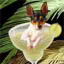 toy fox terrier dog art and margarita dogs, toy fox terrier dog pop art prints, dog paintings, dog portraits and margarita pet prints in colorful original toy fox terrier dog art and fine art dog prints by artists Jane Billman and Gregg Billman