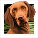 vizsla dog art and dog headshots, vizsla dog pop art prints, dog paintings, dog portraits and dog headshots pet prints in colorful original vizsla dog art and fine art vizsla dog prints by artists Jane Billman and Gregg Billman