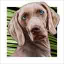 weimaraner dog art and dog headshots, weimaraner dog pop art prints, dog paintings, dog portraits and dog headshots pet prints in colorful original weimaraner dog art and fine art weimaraner dog prints by artists Jane Billman and Gregg Billman