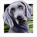 weimaraner dog art and dog headshots, weimaraner dog pop art prints, dog paintings, dog portraits and dog headshots pet prints in colorful original weimaraner dog art and fine art weimaraner dog prints by artists Jane Billman and Gregg Billman