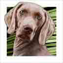 weimaraner dog art and dog headshots, weimaraner dog pop art prints, dog paintings, dog portraits and dog headshots pet prints in colorful original weimaraner dog art and fine art weimaraner dog prints by artists Jane Billman and Gregg Billman