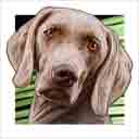 weimaraner dog art and dog headshots, weimaraner dog pop art prints, dog paintings, dog portraits and dog headshots pet prints in colorful original weimaraner dog art and fine art weimaraner dog prints by artists Jane Billman and Gregg Billman