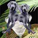 blue weimaraners dog art and martini dogs, weimaraners dog pop art, dog paintings, party dogs and martini pet portraits in colorful original weimaraners dog art and fine art weimaraners dog prints by artist Jane Billman and Gregg Billman