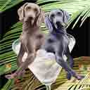 weimaraners dog art and martini dogs, weimaraners dog pop art, dog paintings, party dogs and martini pet portraits in colorful original weimaraners dog art and fine art weimaraners dog prints by artist Jane Billman and Gregg Billman