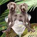 weimaraners dog art and martini dogs, weimaraners dog pop art, dog paintings, party dogs and martini pet portraits in colorful original weimaraners dog art and fine art weimaraners dog prints by artist Jane Billman and Gregg Billman