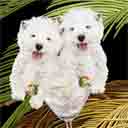west highland terriers dog art and martini dogs, west highland terriers dog pop art, dog paintings, party dogs and martini pet portraits in colorful original west highland terriers dog art and fine art dog prints by artist Jane Billman and Gregg Billman