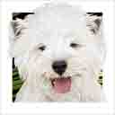 westie dog art and dog headshots, westie dog pop art prints, dog paintings, dog portraits and dog headshots pet prints in colorful original westie dog art and fine art dog prints by artists Jane Billman and Gregg Billman