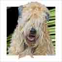 wheaton terrier dog art and dog headshots, wheaton terrier dog pop art prints, dog paintings, pet portraits, dog headshots and dog prints in colorful original wheaton terrier dog art and fine art dog prints by artists Jane Billman and Gregg Billman