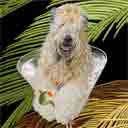 wheaton terrier art, wheaton terrier pop art dog prints, wheaton terrier paintings, pet portraits and dog prints in colorful original dog art and fine art dog prints by artists Jane Billman and Gregg Billman