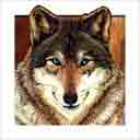 wolf dog art and dog headshots, wolf dog pop art prints, dog paintings, dog portraits and dog headshots pet prints in colorful original wolf dog art and fine art wolf dog prints by artists Jane Billman and Gregg Billman