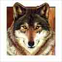 wolf dog art and dog headshots, wolf dog pop art prints, dog paintings, dog portraits and dog headshots pet prints in colorful original wolf dog art and fine art wolf dog prints by artists Jane Billman and Gregg Billman