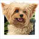 yorkie dog art and dog headshots, yorkie dog pop art prints, dog paintings, dog portraits and dog headshots pet prints in colorful original yorkie dog art and fine art dog prints by artists Jane Billman and Gregg Billman