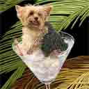 yorkshire terrier dog art and martini dogs, yorkshire terrier dog pop art, dog paintings, party dogs and martini pet portraits in colorful original yorkshire terrier dog art and fine art dog prints by artist Jane Billman and Gregg Billman