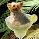 yorkie dog art and margarita dogs, yorkie dog pop art prints, dog paintings, dog portraits and margarita pet portraits in colorful original yorkie dog art and fine art dog prints by artist Jane Billman and Gregg Billman