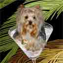yorkie sake dog art and martini dogs, yorkie sake dog pop art, dog paintings, party dogs and martini pet portraits in colorful original yorkie sake dog art and fine art dog prints by artist Jane Billman and Gregg Billman