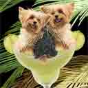 black yorkies dog art and margarita dogs, yorkies dog pop art prints, dog paintings, dog portraits and margarita pet portraits in colorful original yorkies dog art and fine art dog prints by artist Jane Billman and Gregg Billman
