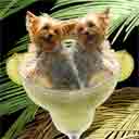yorkies dog art and margarita dogs, yorkies dog pop art prints, dog paintings, dog portraits and margarita pet portraits in colorful original yorkies dog art and fine art dog prints by artist Jane Billman and Gregg Billman